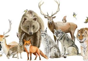 Διάφορα Ζώα, Παιδικά, Αυτοκόλλητα τοίχου, 100 x 52 εκ.